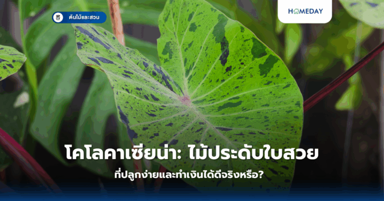 การจัดสวนหน้าบ้านงบประหยัดเป็นไปได้หรือไม่ และจะทำอย่างไรให้ประสบความสำเร็จ (copy)