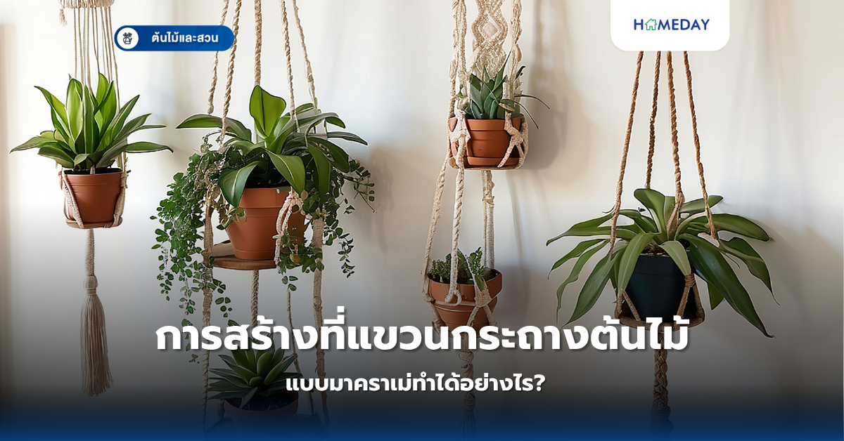 โคโลคาเซียน่า: ไม้ประดับใบสวยที่ปลูกง่ายและทำเงินได้ดีจริงหรือ? (copy)