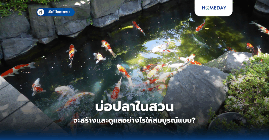 ปลูกผักบุ้งในพื้นที่เล็กได้จริงหรือ ทำอย่างไรให้ปลูกสำเร็จในทุกสภาพแวดล้อม (copy)