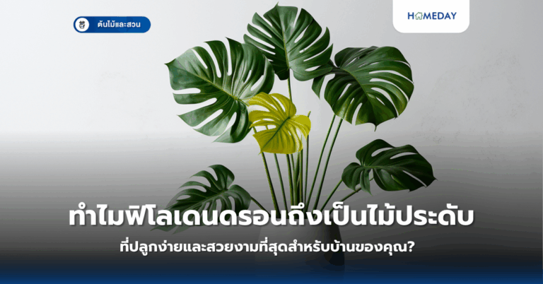 ทำไมฟิโลเดนดรอนถึงเป็นไม้ประดับที่ปลูกง่ายและสวยงามที่สุดสำหรับบ้านของคุณ?