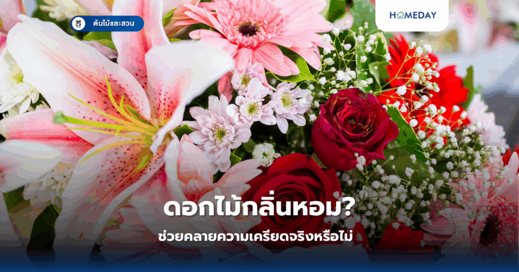 ทำไมต้นยางอินเดียถึงเป็นต้นไม้ในร่มที่นิยมมากที่สุด? (copy)