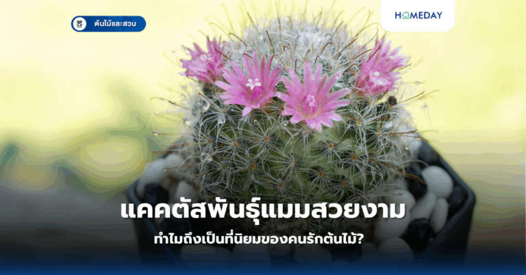 แคคตัสพันธุ์แมมสวยงาม ทำไมถึงเป็นที่นิยมของคนรักต้นไม้?