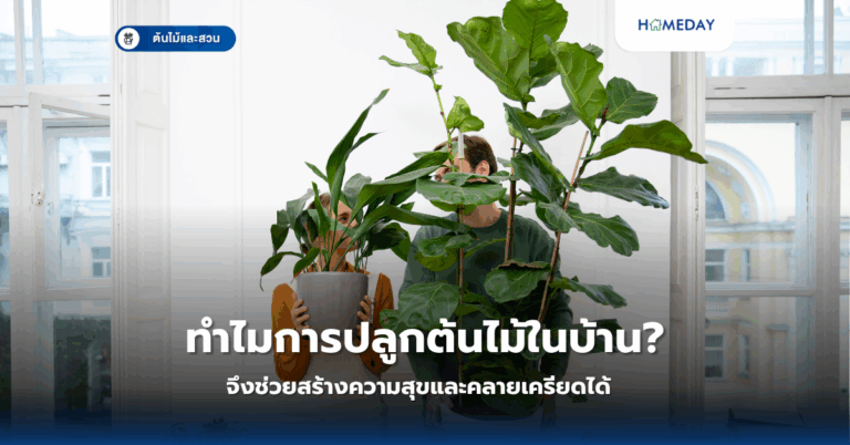 ทำไมการปลูกต้นไม้ในบ้านจึงช่วยสร้างความสุขและคลายเครียดได้?