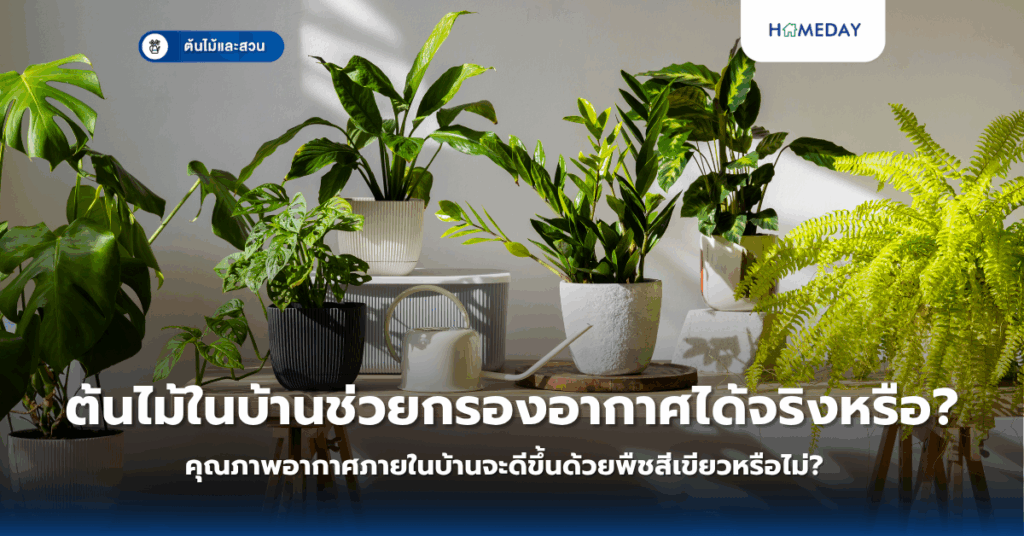 ต้นไม้ในบ้านช่วยกรองอากาศได้จริงหรือ? คุณภาพอากาศภายในบ้านจะดีขึ้นด้วยพืชสีเขียวหรือไม่?