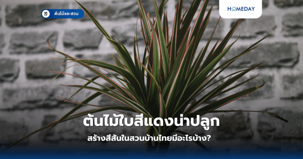 พืชเลื้อยที่เหมาะกับบ้านไทยคืออะไร? และมีประโยชน์อย่างไร? (copy)