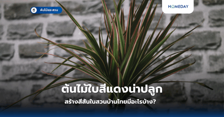 พืชเลื้อยที่เหมาะกับบ้านไทยคืออะไร? และมีประโยชน์อย่างไร? (copy)