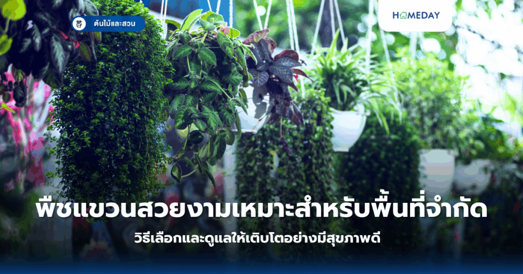 ต้นไม้ใบสีแดงน่าปลูกสร้างสีสันในสวนบ้านไทยมีอะไรบ้าง? (copy)