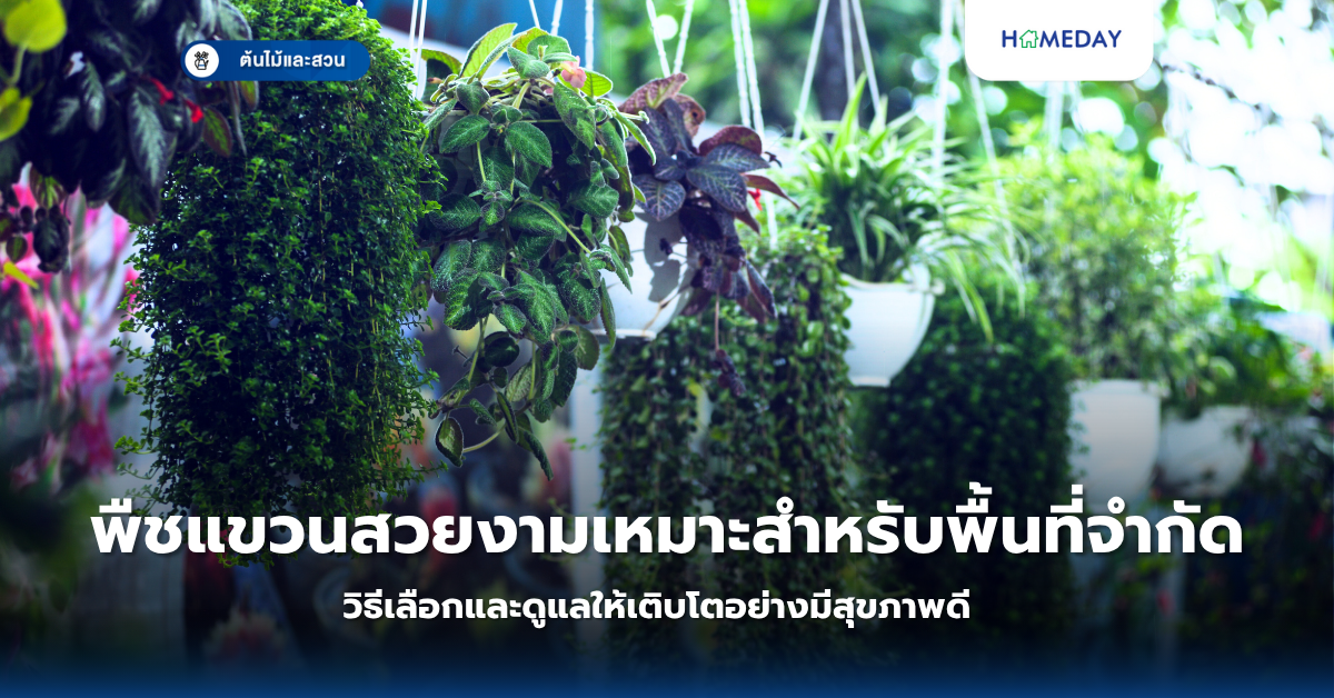 ต้นไม้ใบสีแดงน่าปลูกสร้างสีสันในสวนบ้านไทยมีอะไรบ้าง? (copy)