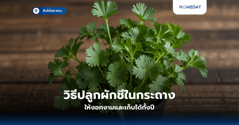 ปลูกผักสวนครัวในกระถางที่บ้านให้สำเร็จได้อย่างไร? (copy)