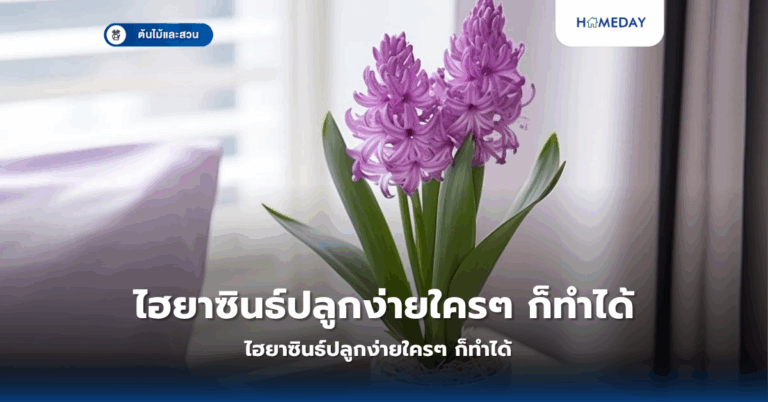 จัดรั้วต้นไม้ให้เขียวขจีอย่างไรให้เป็นส่วนตัวอย่างมืออาชีพ? (copy)