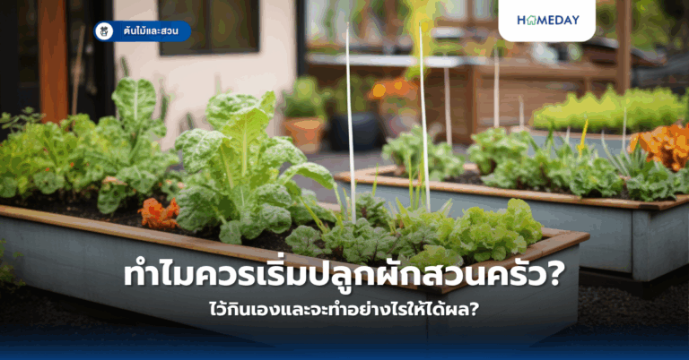 ทำไมควรเริ่มปลูกผักสวนครัวไว้กินเองและจะทำอย่างไรให้ได้ผล?