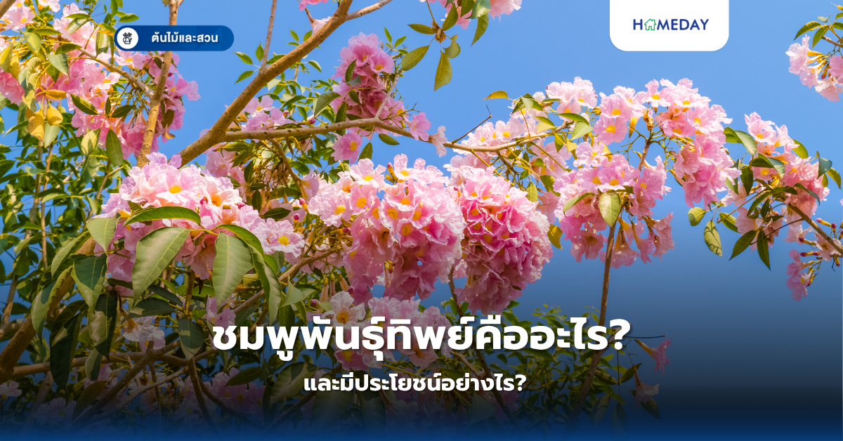 ชมพูพันธุ์ทิพย์คืออะไร? และมีประโยชน์อย่างไร?