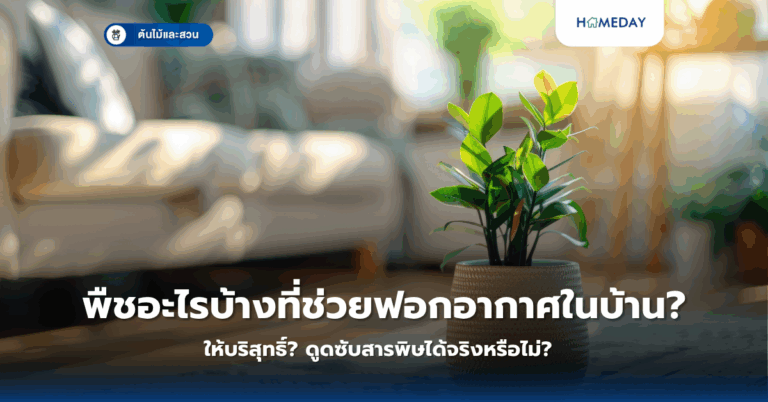 พืชอะไรบ้างที่ช่วยฟอกอากาศในบ้านให้บริสุทธิ์? ดูดซับสารพิษได้จริงหรือไม่?