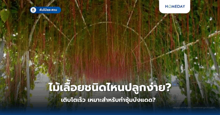 พืชอะไรบ้างที่ช่วยฟอกอากาศในบ้านให้บริสุทธิ์? ดูดซับสารพิษได้จริงหรือไม่? (copy)