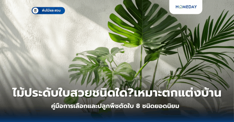 ไม้ประดับใบสวยชนิดใด?เหมาะตกแต่งบ้าน คู่มือการเลือกและปลูกพืชตัดใบ 8 ชนิดยอดนิยม