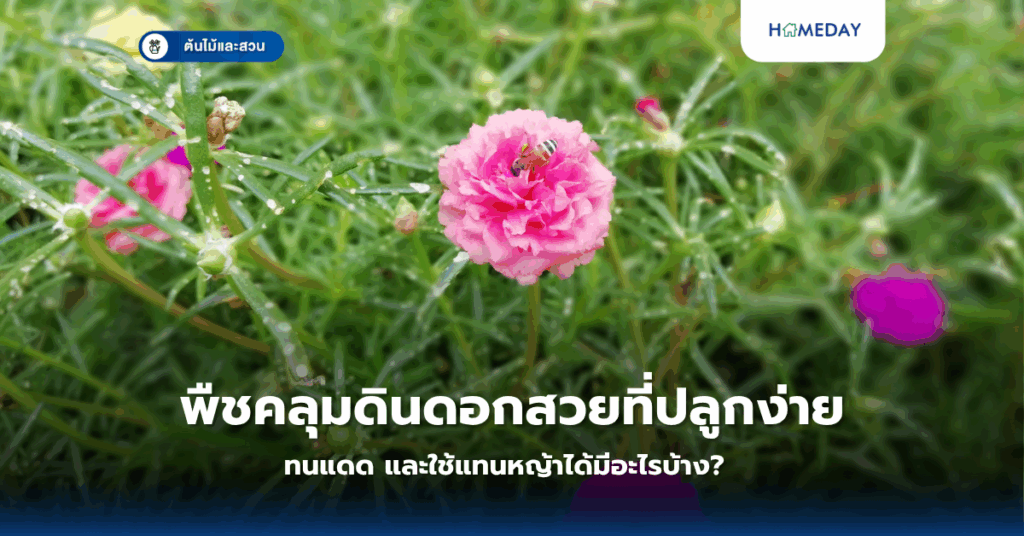 พืชคลุมดินดอกสวยที่ปลูกง่าย ทนแดด และใช้แทนหญ้าได้มีอะไรบ้าง?