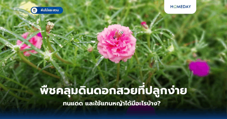 พืชคลุมดินดอกสวยที่ปลูกง่าย ทนแดด และใช้แทนหญ้าได้มีอะไรบ้าง?