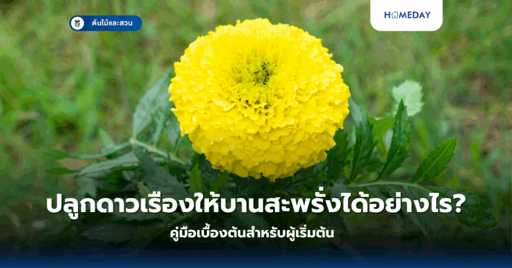 พืชคลุมดินดอกสวยที่ปลูกง่าย ทนแดด และใช้แทนหญ้าได้มีอะไรบ้าง? (copy)