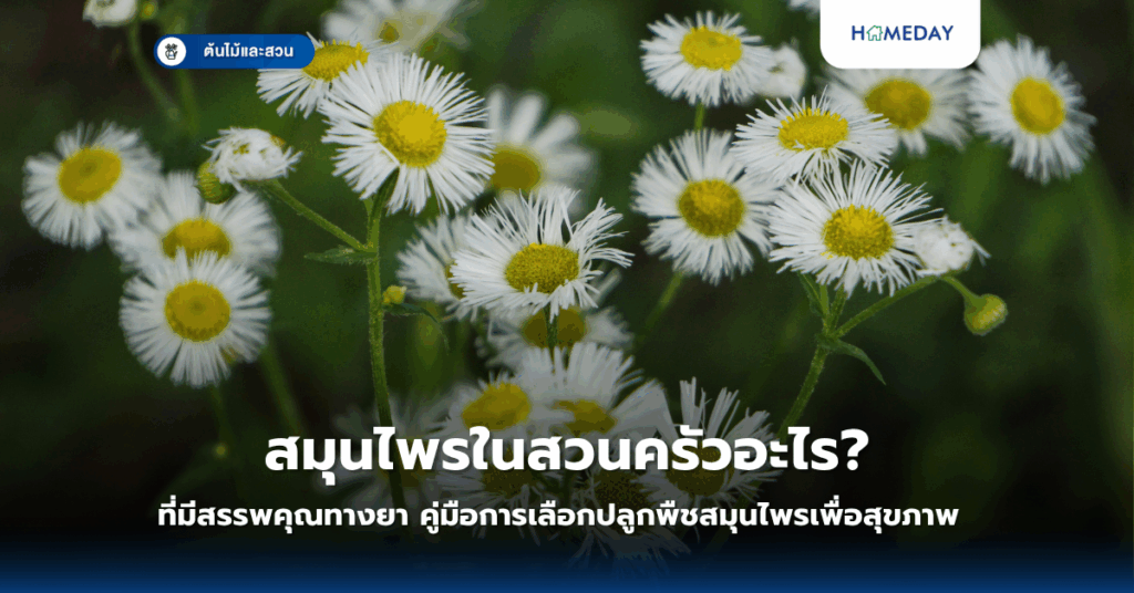 สมุนไพรในสวนครัวอะไร? ที่มีสรรพคุณทางยา คู่มือการเลือกปลูกพืชสมุนไพรเพื่อสุขภาพ