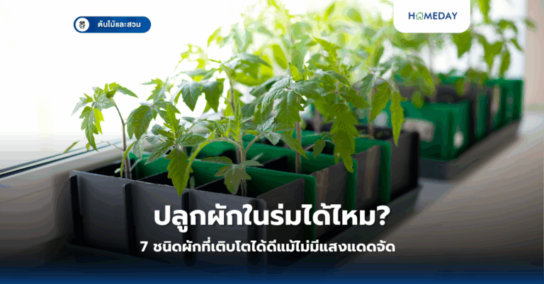 ปลูกผักในร่มได้ไหม? 7 ชนิดผักที่เติบโตได้ดีแม้ไม่มีแสงแดดจัด