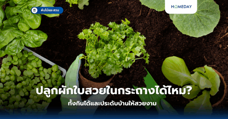 ปลูกผักในร่มได้ไหม? 7 ชนิดผักที่เติบโตได้ดีแม้ไม่มีแสงแดดจัด (copy)