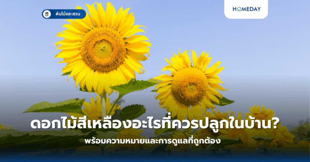 ดอกไม้สีเหลืองอะไรที่ควรปลูกในบ้าน? พร้อมความหมายและการดูแลที่ถูกต้อง