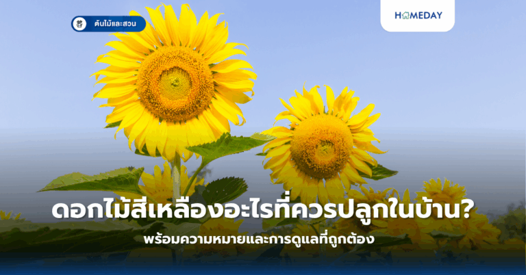 ดอกไม้สีเหลืองอะไรที่ควรปลูกในบ้าน? พร้อมความหมายและการดูแลที่ถูกต้อง