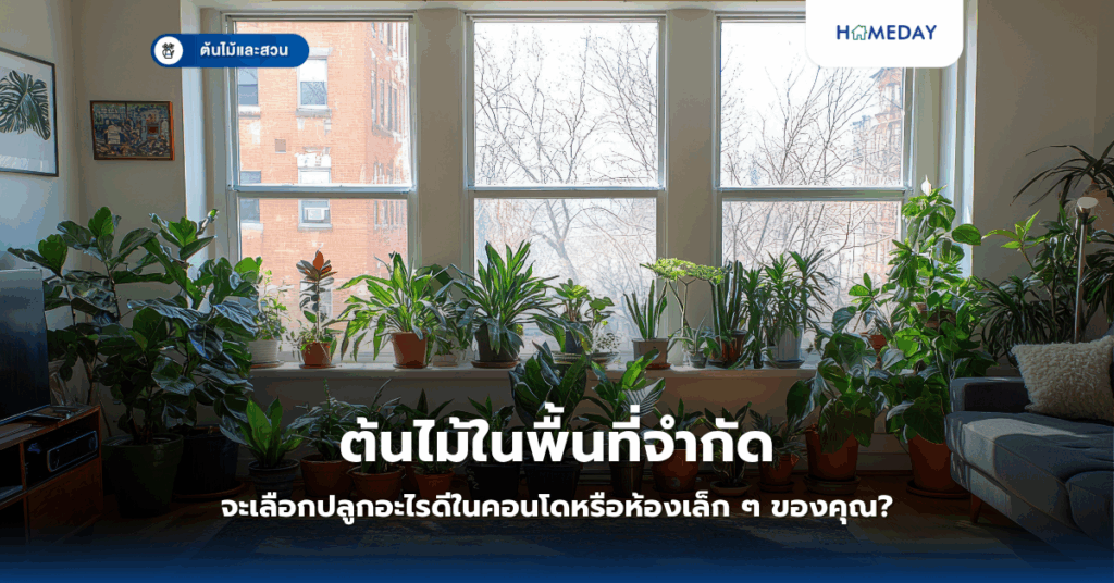 ผักไม้เลื้อยมีประโยชน์อะไรบ้าง? ทำไมควรปลูกไว้ในบ้าน (copy)