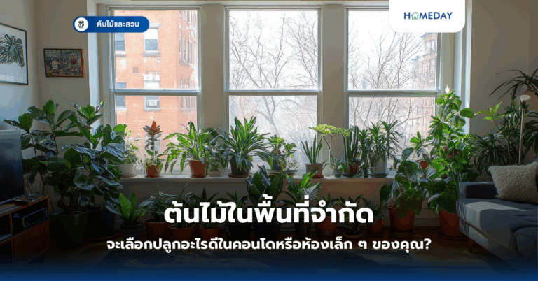 ผักไม้เลื้อยมีประโยชน์อะไรบ้าง? ทำไมควรปลูกไว้ในบ้าน (copy)