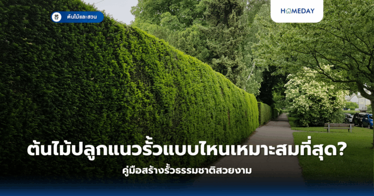 ต้นไม้ในพื้นที่จำกัด: จะเลือกปลูกอะไรดีในคอนโดหรือห้องเล็กๆ ของคุณ? (copy)