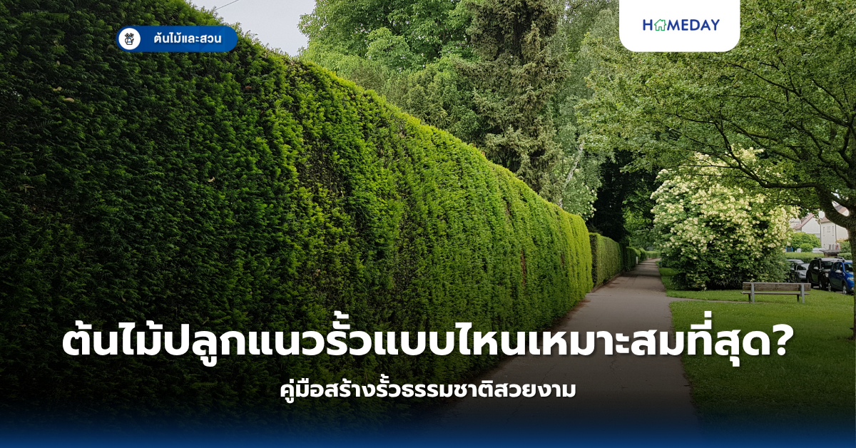 ต้นไม้ในพื้นที่จำกัด: จะเลือกปลูกอะไรดีในคอนโดหรือห้องเล็กๆ ของคุณ? (copy)