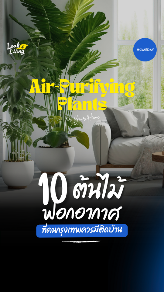 เหนื่อยกับฝุ่น Pm2.5 และอากาศไม่ดีใช่ไหม? มาดูทางนี้!