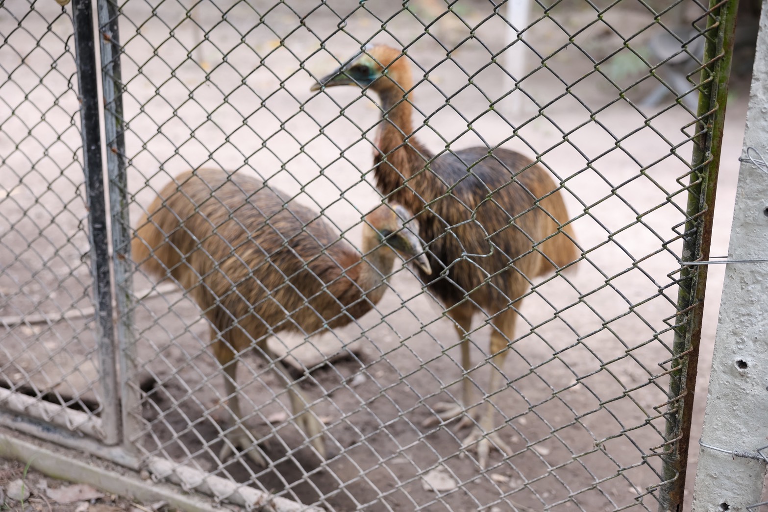 ซีพี แอ็กซ์ตร้า สานต่อความร่วมมือ กรมอุทยานฯ ส่งต่ออาหารส่วนเกิน เสริมสวัสดิภาพ พร้อมสร้างความมั่นคงทางอาหารให้สัตว์ป่าอย่างยั่งยืน