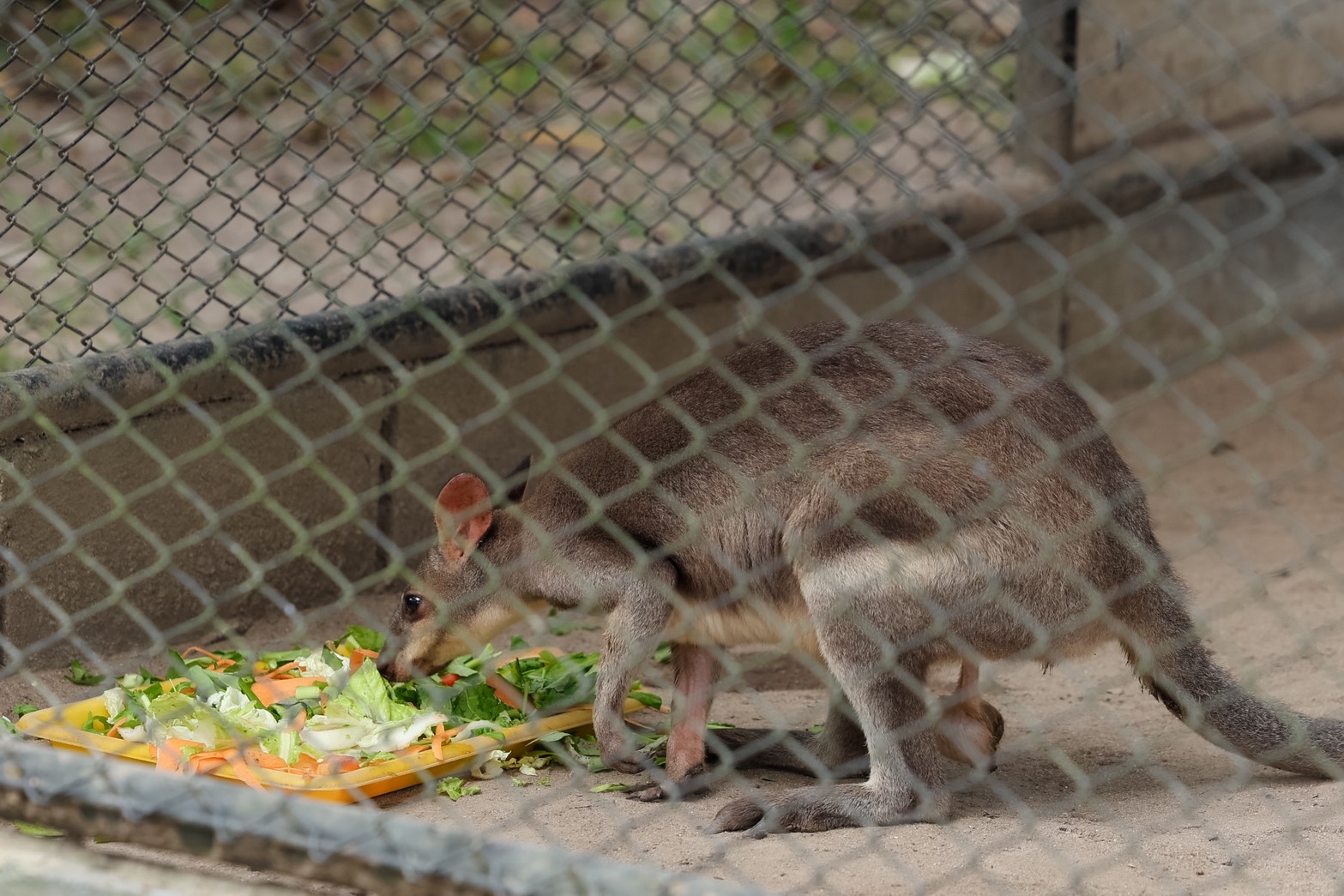 ซีพี แอ็กซ์ตร้า สานต่อความร่วมมือ กรมอุทยานฯ ส่งต่ออาหารส่วนเกิน เสริมสวัสดิภาพ พร้อมสร้างความมั่นคงทางอาหารให้สัตว์ป่าอย่างยั่งยืน