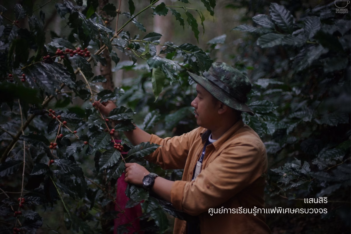 แสนสิริ เปิดตัวโปรเจ็กต์ธุรกิจเพื่อสังคม ‘ศูนย์การเรียนรู้กาแฟพิเศษครบวงจร’ สร้างแรงกระเพื่อมเศรษฐกิจฐานราก ขับเคลื่อนและผลักดันสู่ Sustainable Model วิสาหกิจเพื่อสังคม