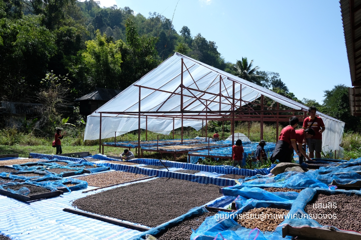แสนสิริ เปิดตัวโปรเจ็กต์ธุรกิจเพื่อสังคม ‘ศูนย์การเรียนรู้กาแฟพิเศษครบวงจร’ สร้างแรงกระเพื่อมเศรษฐกิจฐานราก ขับเคลื่อนและผลักดันสู่ Sustainable Model วิสาหกิจเพื่อสังคม
