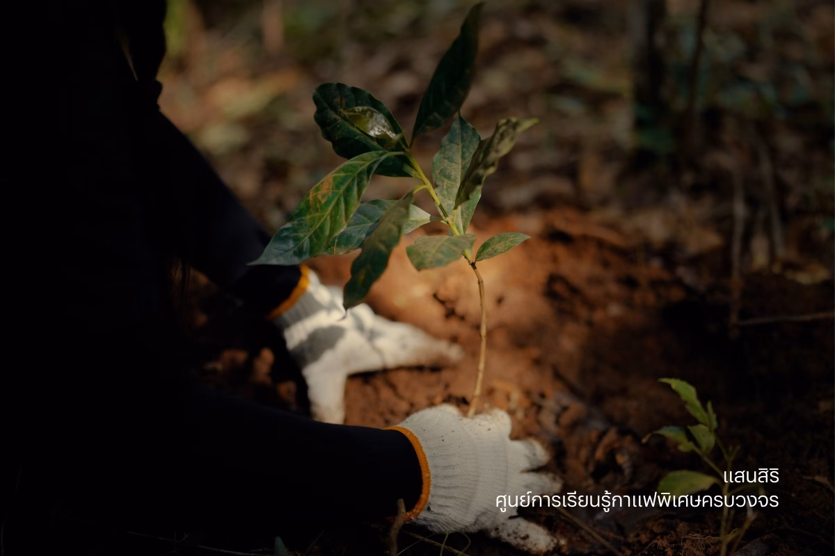 แสนสิริ เปิดตัวโปรเจ็กต์ธุรกิจเพื่อสังคม ‘ศูนย์การเรียนรู้กาแฟพิเศษครบวงจร’ สร้างแรงกระเพื่อมเศรษฐกิจฐานราก ขับเคลื่อนและผลักดันสู่ Sustainable Model วิสาหกิจเพื่อสังคม