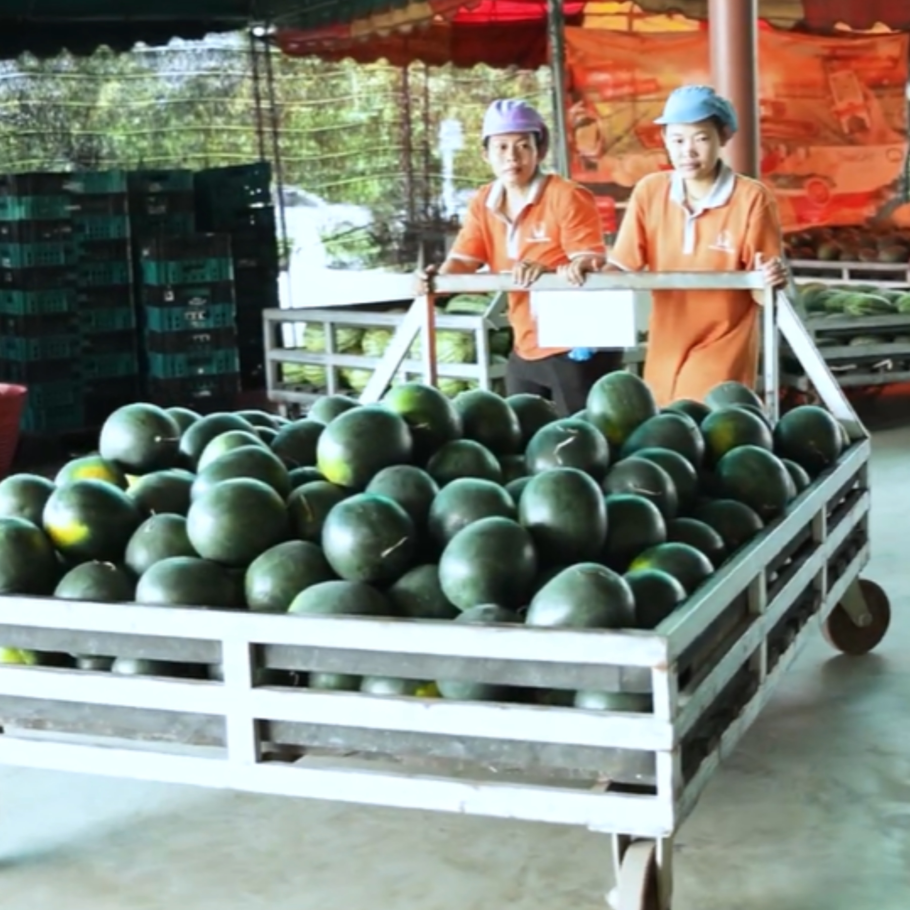 ซีพี แอ็กซ์ตร้า สนับสนุนเกษตรกรไทย เสริมความมั่นใจผู้บริโภคด้วยระบบ I Trace