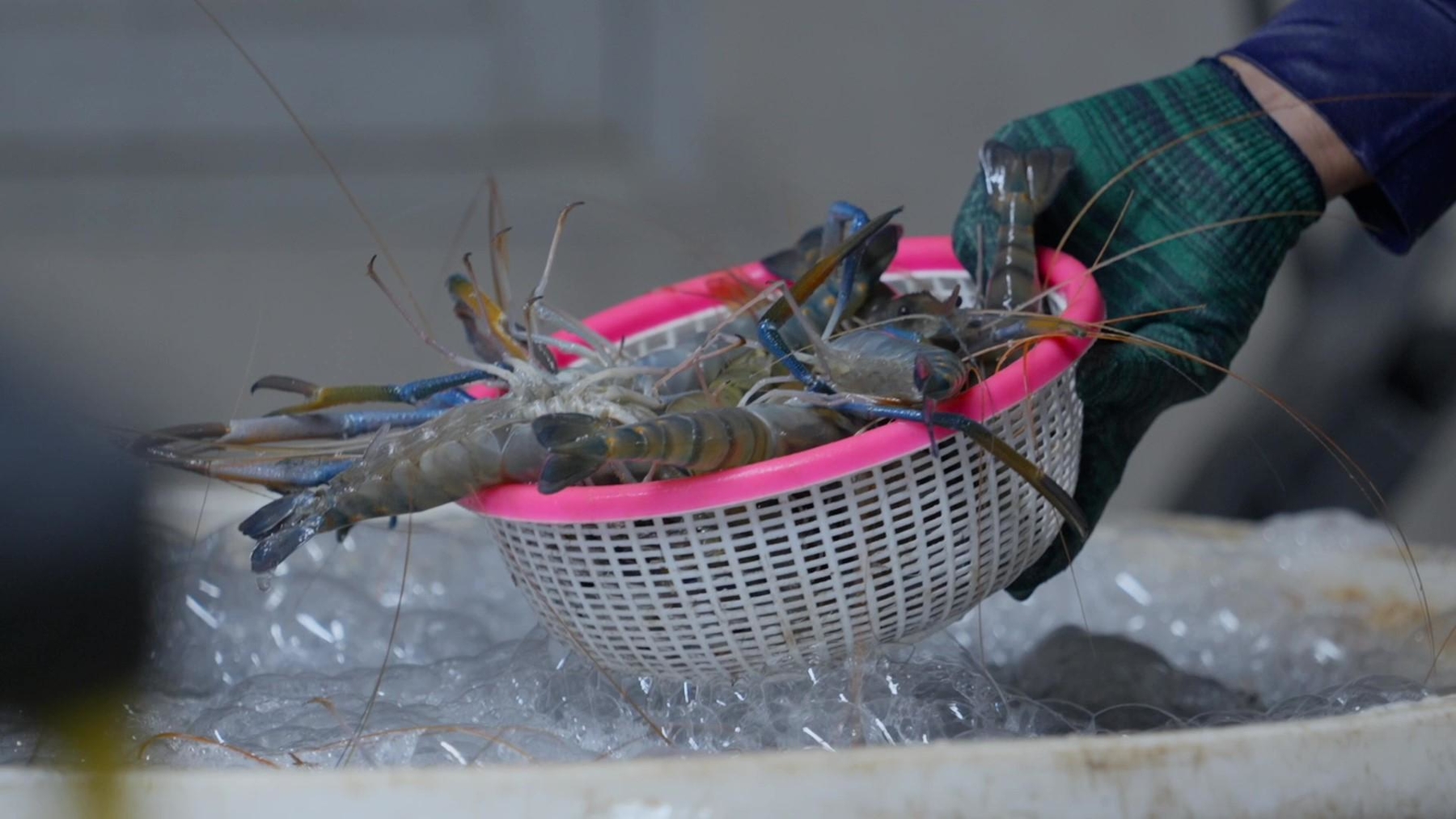 แม็คโคร–โลตัส คัดของไหว้ตรุษจีนคุณภาพจากเกษตรกรไทย ส่งต่อคุณค่าจากต้นทาง เติมความหมายในเทศกาลสำคัญ