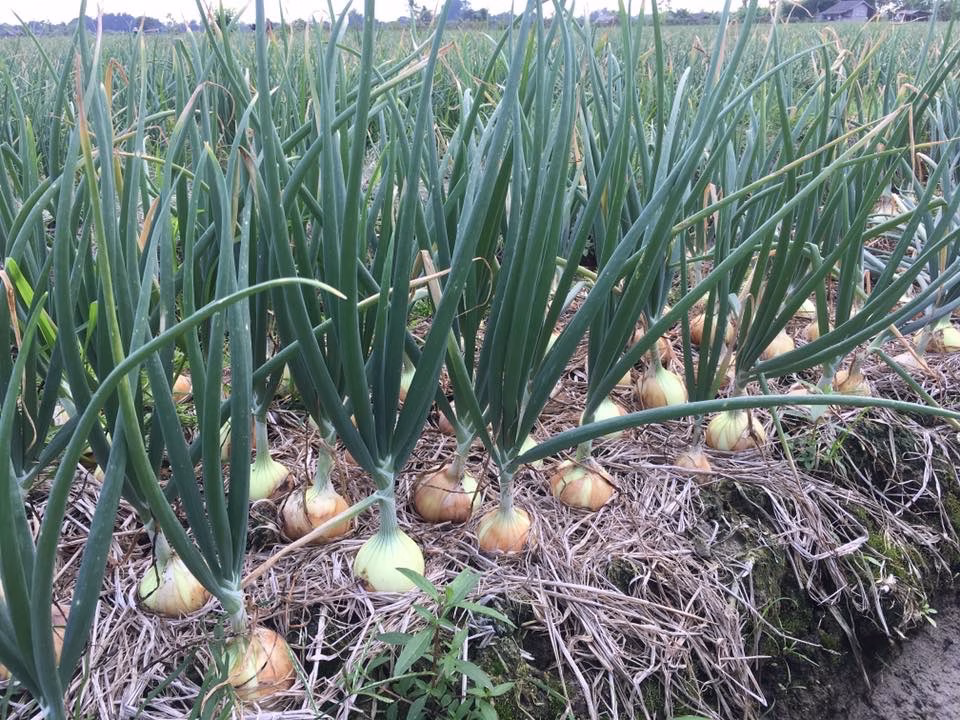 ‘แม็คโคร–โลตัส’ รับซื้อหอมหัวใหญ่เชียงใหม่ 6,000 ตัน เร่งกระจายผลผลิตทั่วประเทศ ช่วยพยุงราคาสินค้าเกษตร