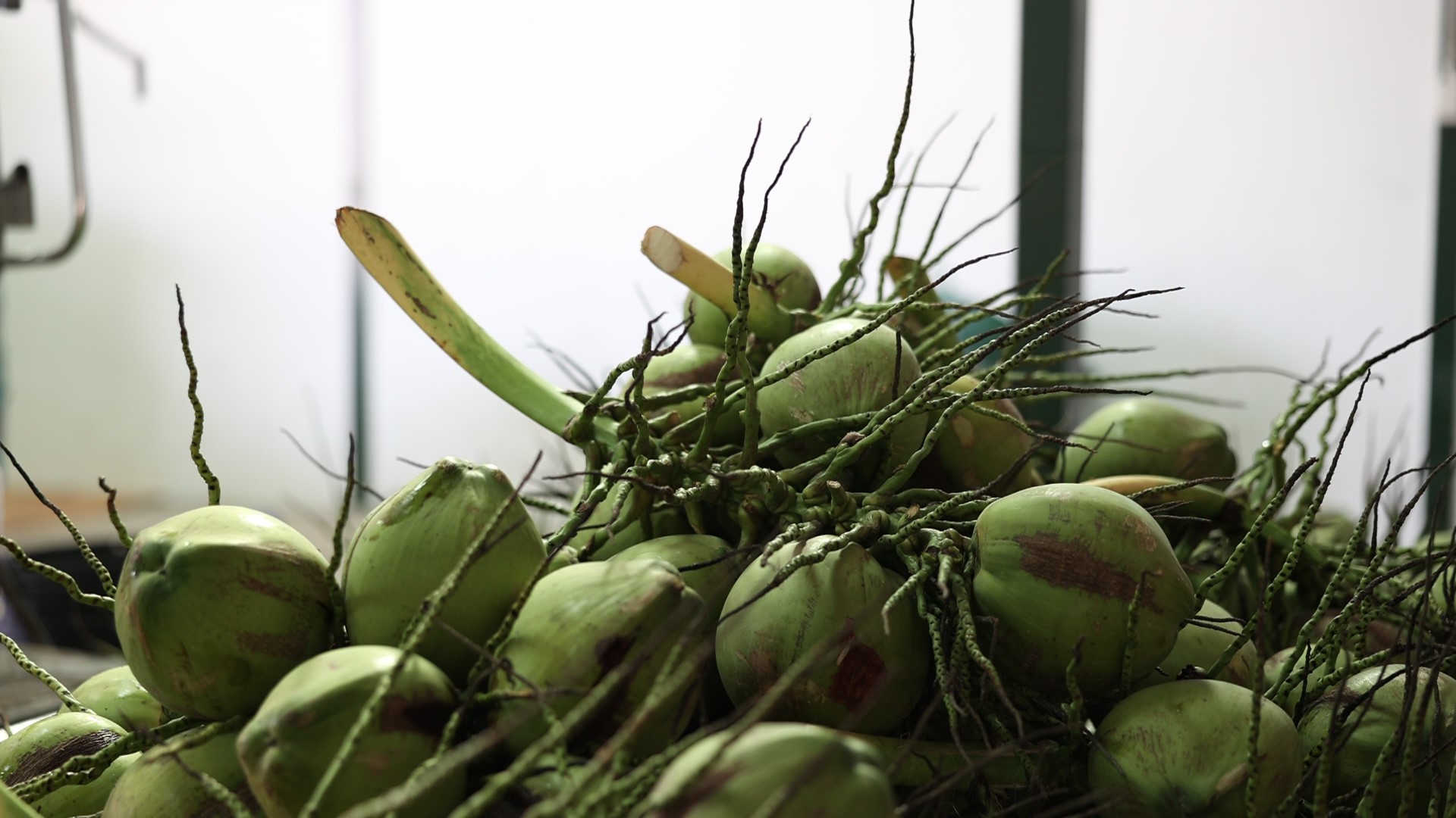 แม็คโคร ภายใต้ ซีพี แอ็กซ์ตร้า หนุนเกษตรกรไทย รับซื้อมะพร้าวน้ำหอมจากสวนบ้านแพ้ว–สงขลา สร้างโอกาสตลาดอย่างยั่งยืน