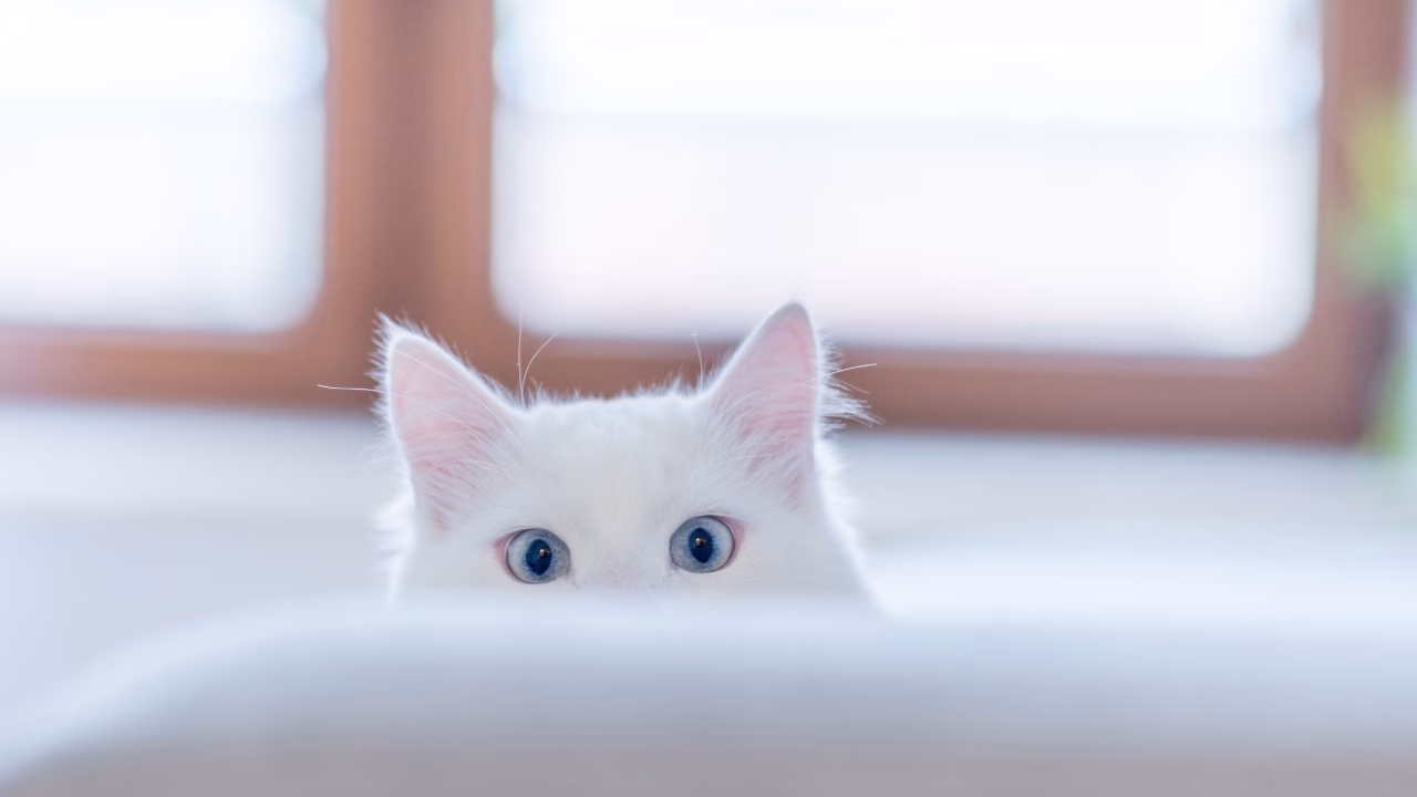 เคทีซีชี้เทรนด์ Pet Experience Economy ดันทาสแมวใช้จ่ายเชิงประสบการณ์ พร้อมสิทธิพิเศษในงาน Thailand Cat Lovers Fair 2026