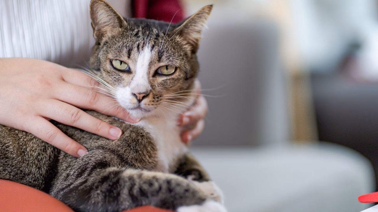 เคทีซีชี้เทรนด์ Pet Experience Economy ดันทาสแมวใช้จ่ายเชิงประสบการณ์ พร้อมสิทธิพิเศษในงาน Thailand Cat Lovers Fair 2026