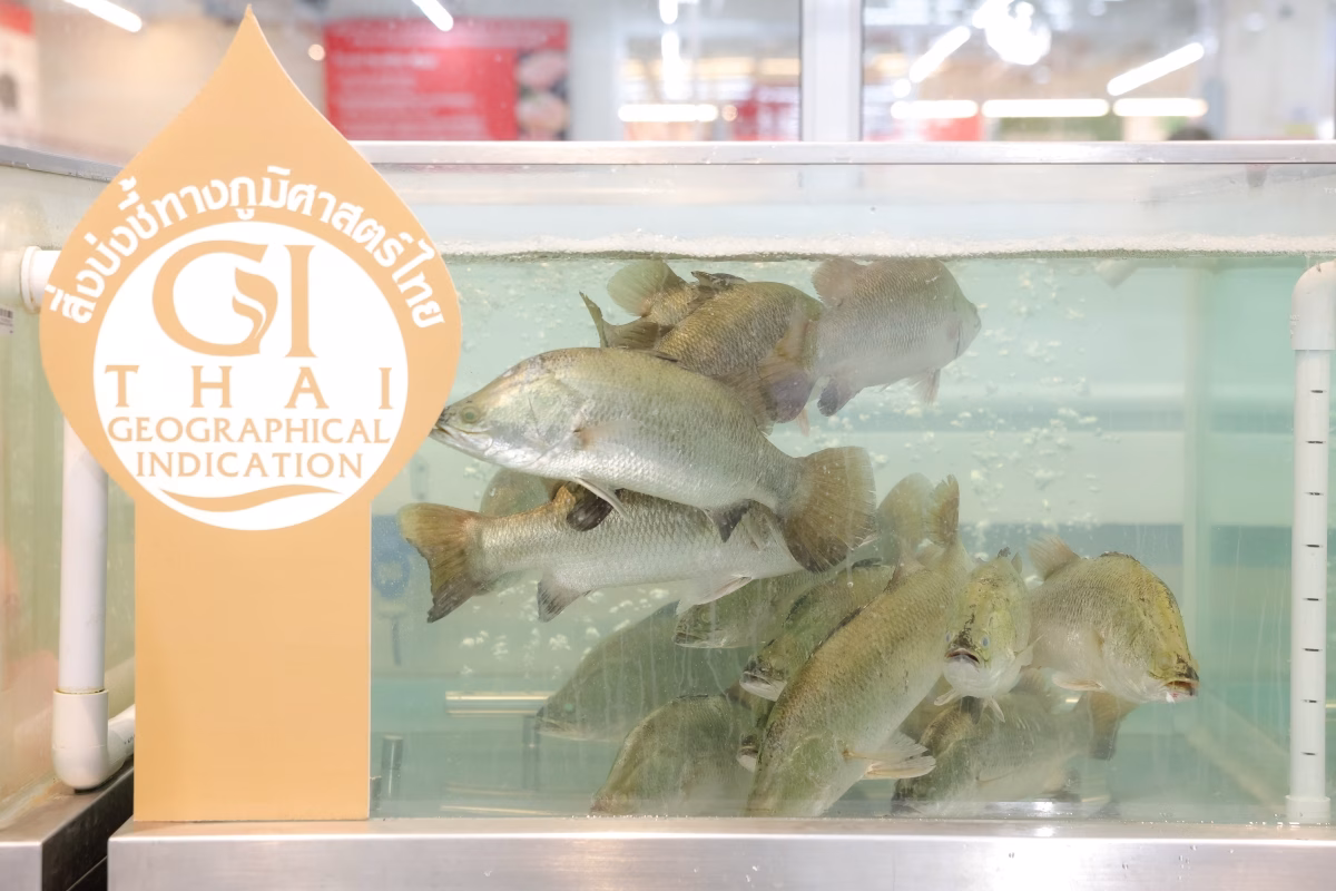 แม็คโคร–โลตัส ภายใต้ ซีพี แอ็กซ์ตร้า แหล่งรวมสินค้า Gi อันดับ 1 ของไทย ผนึกกำลัง กรมทรัพย์สินทางปัญญา ขับเคลื่อนเศรษฐกิจฐานรากสู่ความยั่งยืน